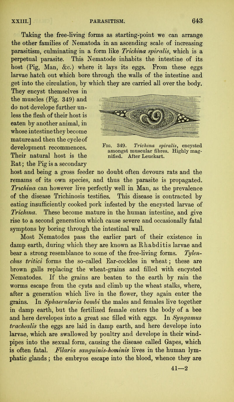 Fig. 349. Trichina spiralis, encysted amongst muscular fibres. Highly mag- nified. After Leuckart. Taking the free-living forms as starting-point we can arrange the other families of Nematoda in an ascending scale of increasing parasitism, culminating in a form like Trichina spiralis, which is a perpetual parasite. This Nematode inhabits the intestine of its host (Pig, Man, &c.) where it lays its eggs. From these eggs larvae hatch out which bore through the walls of the intestine and get into the circulation, by which they are carried all over the body. They encyst themselves in the muscles (Fig. 349) and do not develope further un- less the flesh of their host is eaten by another animal, in whose intestine they become mature and then the cycle of development recommences. Their natural host is the Rat; the Pig is a secondary host and being a gross feeder no doubt often devours rats and the remains of its own species, and thus the parasite is propagated. Trichina can however live perfectly well in Man, as the prevalence of the disease Trichinosis testifies. This disease is contracted by eating insufficiently cooked pork infested by the encysted larvae of Trichina. These become mature in the human intestine, and give rise to a second generation which cause severe and occasionally fatal symptons by boring through the intestinal wall. Most Nematodes pass the earlier part of their existence in damp earth, during which they are known asRhabditis larvae and bear a strong resemblance to some of the free-living forms. Tylen- chus tritici forms the so-called Ear-cockles in wheat; these are brown galls replacing the wheat-grains and filled with encysted Nematodes. If the grains are beaten to the earth by rain the worms escape from the cysts and climb up the wheat stalks, where, after a generation which live in the flower, they again enter the grains. In Sphaerularia homhi the males and females live together in damp earth, but the fertilized female enters the body of a bee and here developes into a great sac filled with eggs. In Syngamus trachealis the eggs are laid in damp earth, and here develope into larvae, which are swallowed by poultry and develope in their wind- pipes into the sexual form, causing the disease called Gapes, which is often fatal. Filaria sanguinis-hominis lives in the human lym- phatic glands; the embryos escape into the blood, whence they are 41—2