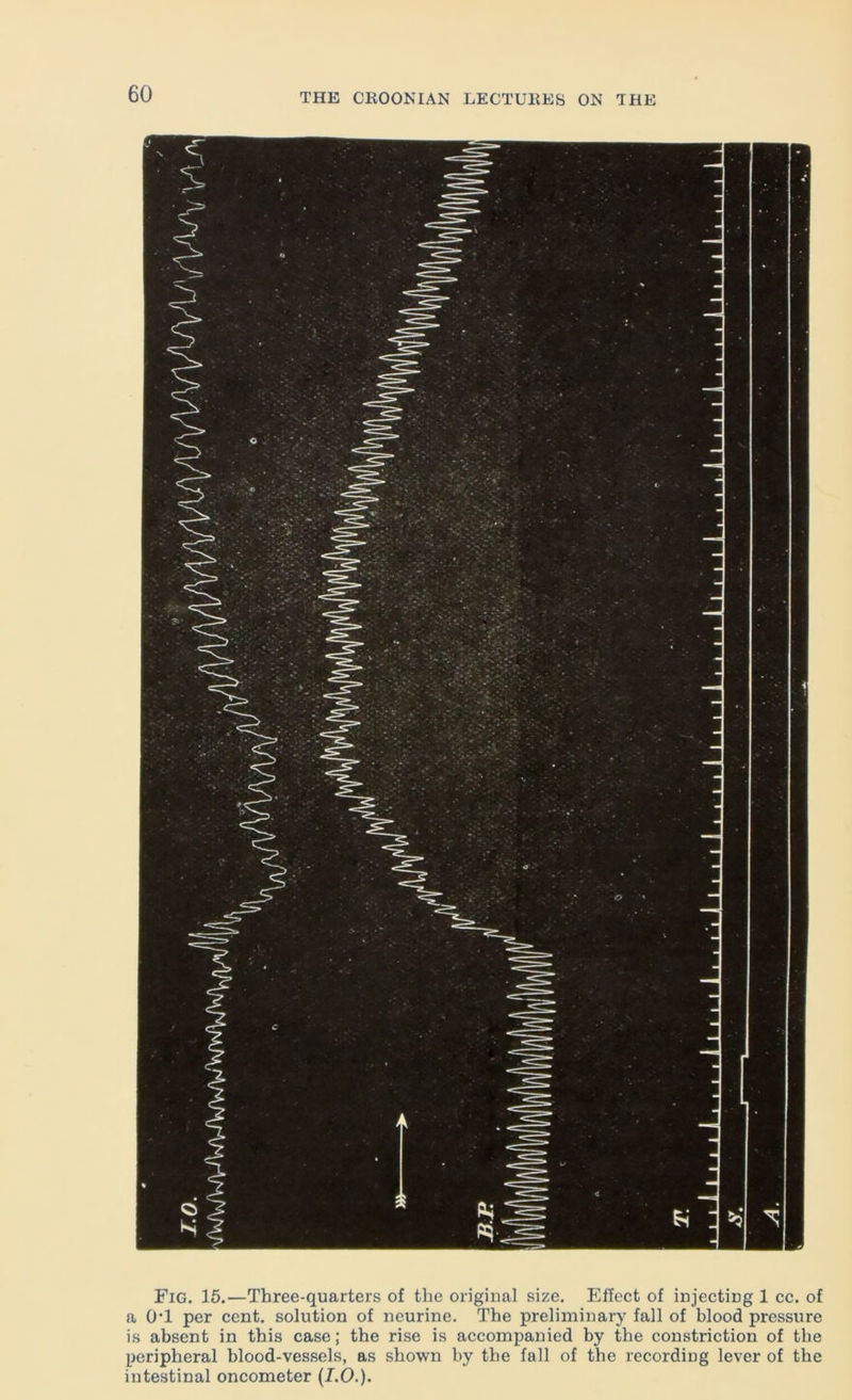 Fig. 15.—Three-quarters of the original size. Effect of injecting 1 cc. of a 0*1 per cent, solution of neurine. The preliminary fall of blood pressure is absent in this case; the rise is accompanied by the constriction of the peripheral blood-vessels, as shown by the fall of the recording lever of the intestinal oncometer (I.O.).