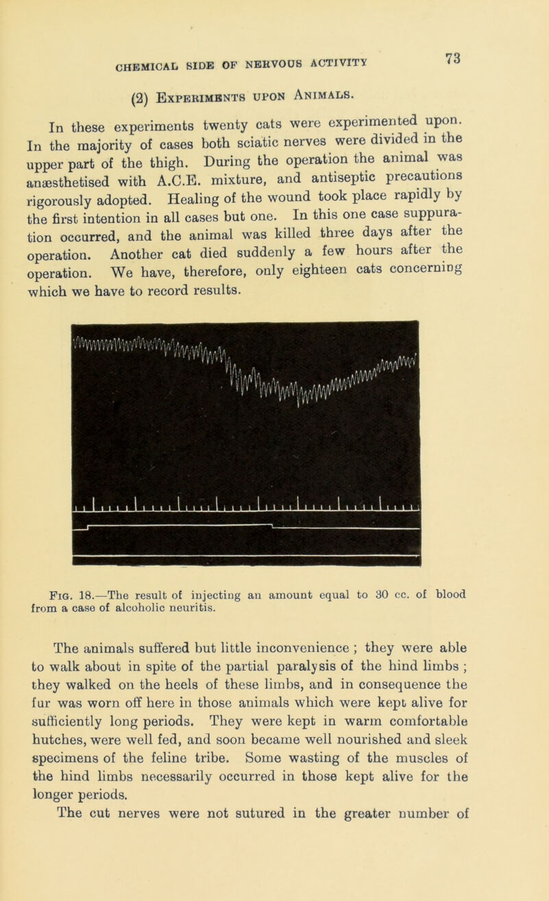 (2) Experiments upon Animals. In these experiments twenty cats were experimented upon. In the majority of cases both sciatic nerves were divided in the upper part of the thigh. During the operation the animal was anaesthetised with A.C.E. mixture, and antiseptic precautions rigorously adopted. Healing of the wound took place rapidly by the first intention in all cases but one. In this one case suppura- tion occurred, and the animal was killed three days after the operation. Another cat died suddenly a few hours after the operation. We have, therefore, only eighteen cats concerniog which we have to record results. Fig. 18.—The result of injecting an amount equal to 30 cc. of blood from a case of alcoholic neuritis. The animals suffered but little inconvenience ; they were able to walk about in spite of the partial paralysis of the hind limbs ; they walked on the heels of these limbs, and in consequence the fur was worn off here in those animals which were kept alive for sufficiently long periods. They were kept in warm comfortable hutches, were well fed, and soon became well nourished and sleek specimens of the feline tribe. Some wasting of the muscles of the hind limbs necessarily occurred in those kept alive for the longer periods. The cut nerves were not sutured in the greater number of