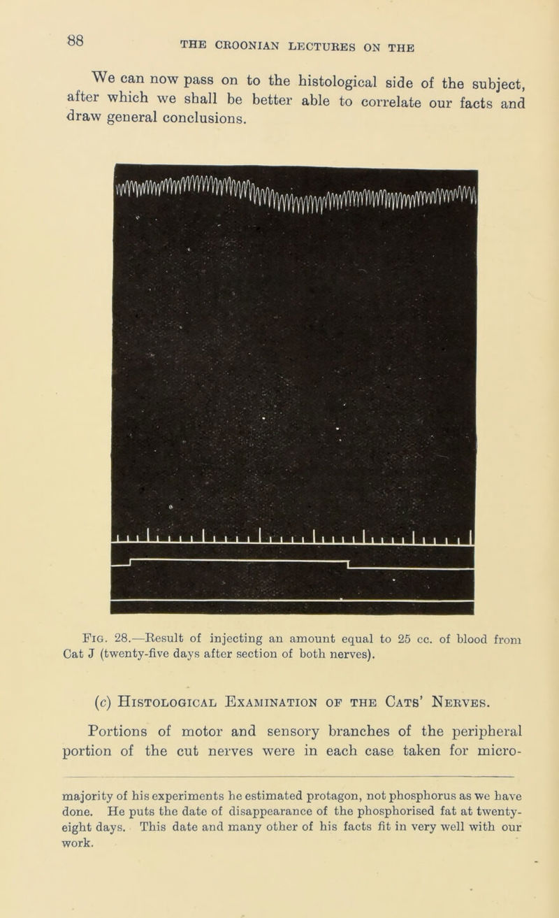 We can now pass on to the histological side of the subject, after which we shall be better able to correlate our facts and draw general conclusions. Fig. 28.—Kesult of injecting an amount equal to 25 cc. of blood from Cat J (twenty-five days after section of both nerves). (c) Histological Examination of the Cats’ Nerves. Portions of motor and sensory branches of the peripheral portion of the cut nerves were in each case taken for micro- majority of his experiments he estimated protagon, not phosphorus as we have done. He puts the date of disappearance of the phosphorised fat at twenty- eight days. This date and many other of his facts fit in very well with our work.