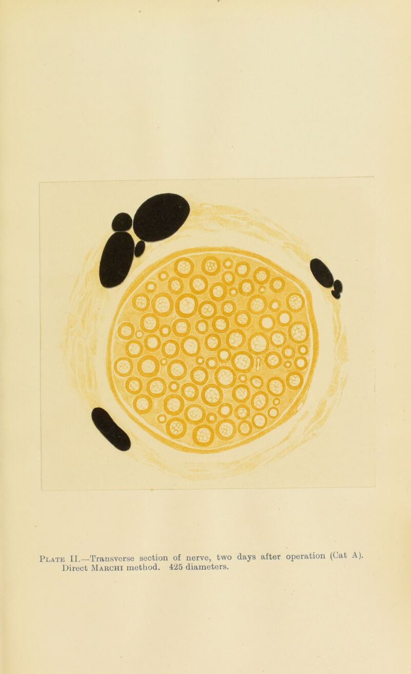 Plate II.—Transverse section of nerve, two days after operation (Cat A).