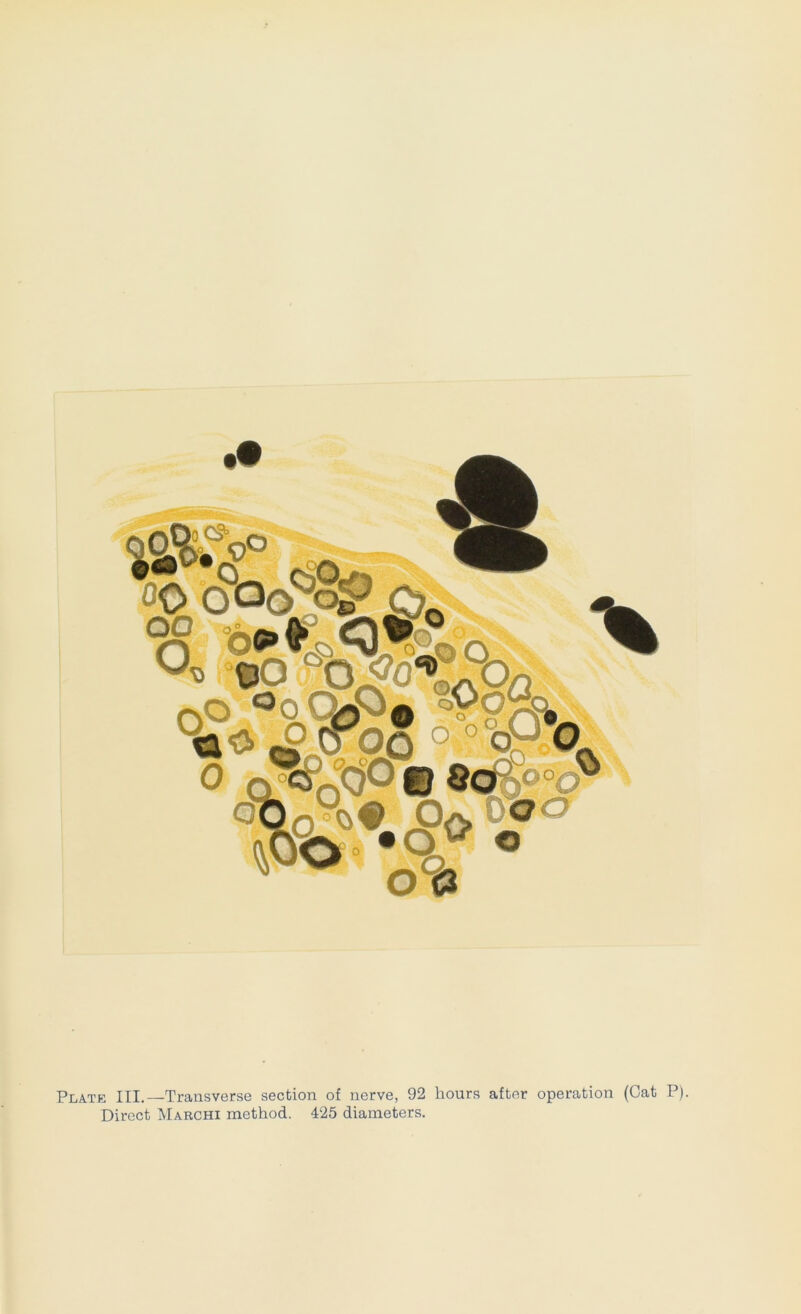 oCS^ oo oo O .OQ. to l^ss •■'•m %^o°o © sd^oop^ 0& Plate III.—^Transverse section of nerve, 92 hours after operation (Cat P).