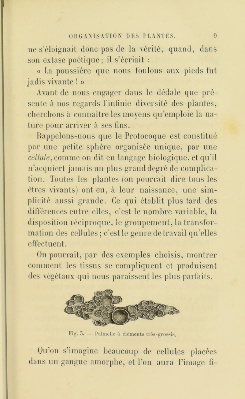 ne s'éloignait donc pas de la vérité, quand, dans son extase poétique; il s’écriait : « La poussière (pie nous foulons aux pieds fui jadis vivante ! » Avant de nous engager dans le dédale que pré- sente à nos regards l’infinie diversité des plantes, cherchons à connaître les moyens qu’emploie la na- ture pour arriver à ses fins. Ilappelons-nous que le Protocoque est constitué par une petite sphère organisée unique, par une cellule, comme on dit en langage biologique, et qu’il n’acquiert jamais un plus grand degré de complica- tion. Toutes les plantes (on pourrait dire tous les êtres vivants) ont eu, à leur naissance, une sim- plicité aussi grande. Ce qui établit plus tard des différences entre elles, c’est le nombre variable, la disposition réciproque, le groupement, la transfor- mation des cellules; c’est le genre de travail qu’elles effectuent. On pourrait, par des exemples choisis, montrer comment les tissus se compliquent et produisent des végétaux qui nous paraissent les plus parfaits. Qu’on s’imagine beaucoup de cellules placées dans un gangue amorphe, et l’on aura l’image fi- Fig. 3. — Palmelle à éléments très-grossis.