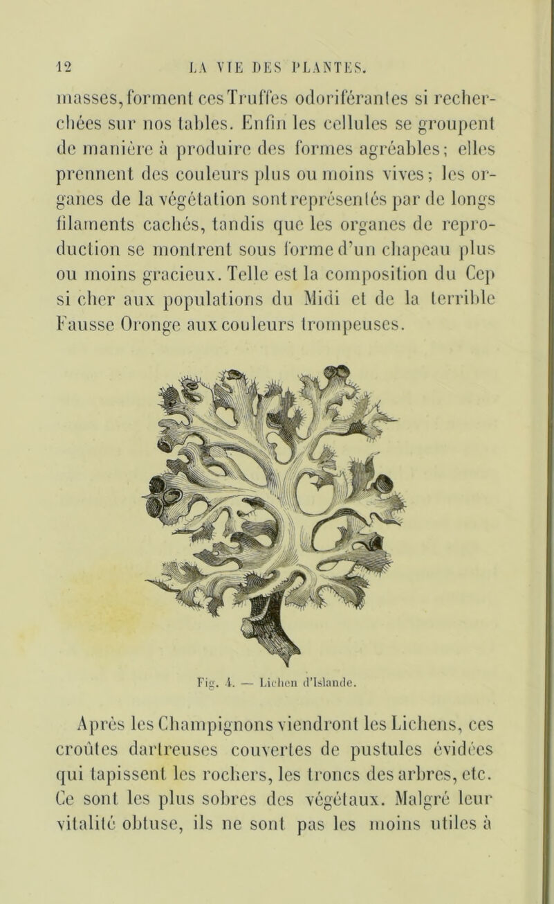 masses, forment ces Truffes odoriférantes si recher- chées sur nos tables. Enfin les cellules se groupent de manière à produire des formes agréables; elles prennent des couleurs plus ou moins vives; les or- ganes de la végétation sont représentés par de longs filaments cachés, tandis que les organes de repro- duction se montrent sous forme d’un chapeau plus ou moins gracieux. Telle est la composition du Cep si cher aux populations du Midi et de la terrible Fausse Oronge aux couleurs trompeuses. Fig. I. — Lichen d’Islande. Après les Champignons viendront les Lichens, ces croûtes dartreuses couvertes de pustules évidées qui tapissent les rochers, les troncs des arbres, etc. Ce sont les plus sobres des végétaux. Malgré leur vitalité obtuse, ils ne sont pas les moins utiles à
