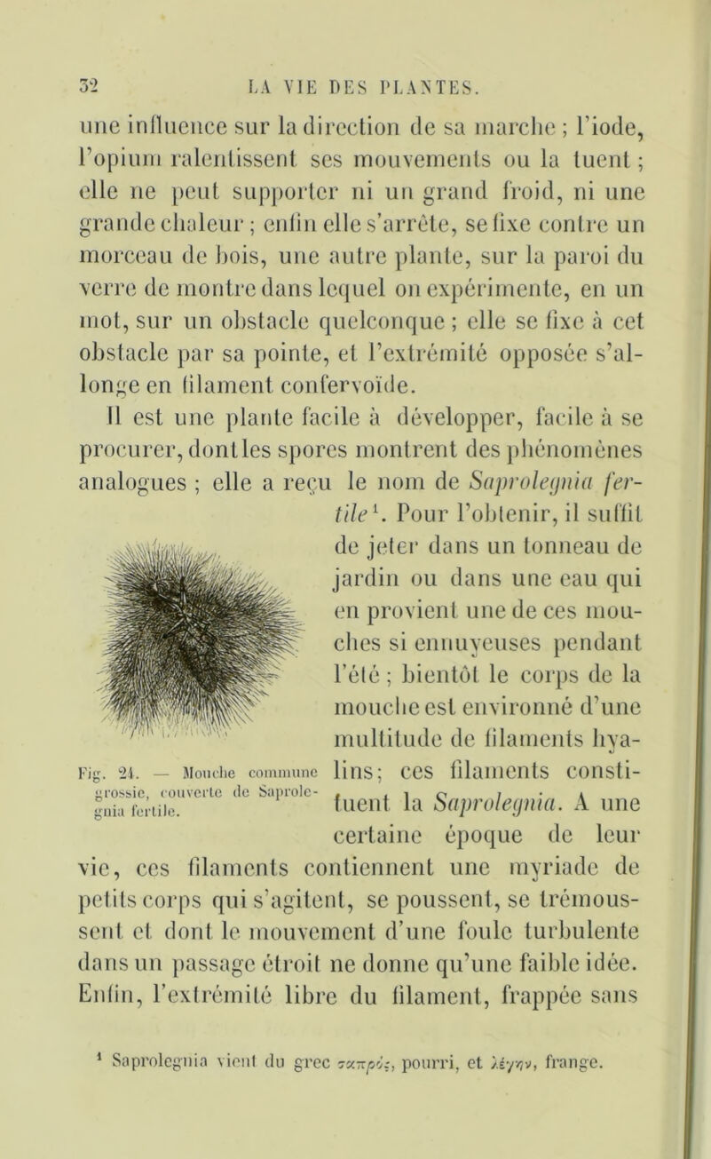 une influence sur la direction de sa marche ; l'iode, l’opium ralentissent ses mouvements ou la tuent ; elle ne peut supporter ni un grand froid, ni une grande chaleur ; enfin elle s’arrête, seli.ve contre un morceau de hois, une autre plante, sur la paroi du verre de montre dans lequel on expérimente, en un mot, sur un obstacle quelconque ; elle se fixe à cet obstacle par sa pointe, et l’extrémité opposée s’al- longe en (ilament confervoïde. Il est une plante facile à développer, facile à se procurer, dont les spores montrent des phénomènes analogues ; elle a reçu le nom de Saprolegnia fer- tile1. Pour l’obtenir, il suffit de jeter dans un tonneau de jardin ou dans une eau qui en provient une de ces mou- ches si ennuyeuses pendant l’été ; bientôt le corps de la mouche est environné d’une multitude de filaments hya- Mouche commune lins; ces filaments consti- tuent la Saprolegnia. A une certaine époque de leur vie, ces filaments contiennent une myriade de petits corps qui s’agitent, se poussent, se trémous- sent et dont le mouvement d’une foule turbulente dans un passage étroit ne donne qu’une faible idée. Enfin, l’extrémité libre du filament, frappée sans Fig. 24. grossie, couverte de Saprolc- irnia fertile. J Saprolegnia vient du grec 7u-û6:, pourri, et Hyv?v, frange.