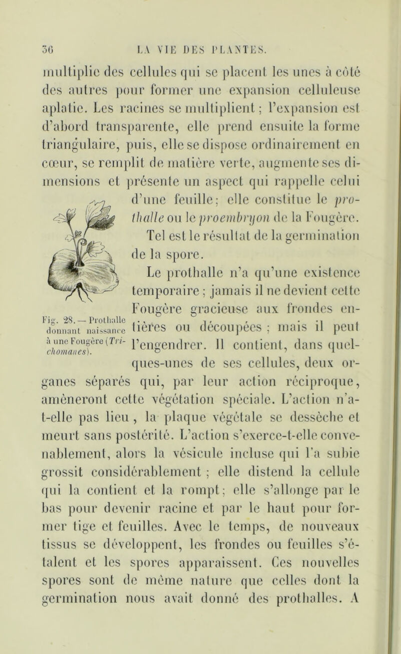 multiplie des cellules qui se placent les unes à côté des autres pour former une expansion celluleuse aplatie. Les racines se multiplient ; l’expansion est d’abord transparente, elle prend ensuite la forme triangulaire, puis, elle se dispose ordinairement en cœur, se remplit de matière verte, augmente ses di- mensions et présente un aspect qui rappelle celui d’une feuille; elle constiluc le pro- thalle ou 1 e proembryon de la Fougère. Tel est le résultat de la germination de la spore. Le prothalle n’a qu’une existence temporaire; jamais il ne devient celte Fougère gracieuse aux frondes en- Fig. 28. — Prothalle .... i. , • , donnant naissance ticrCS OU deCOlipCOS ; lliaiS il pClli c/iZw/esfere(Tn~ l’engendrer. 11 contient, dans quel- ques-unes de ses cellules, deux or- ganes séparés qui, par leur action réciproque, amèneront cette végétation spéciale. L’action ira- t-elle pas lieu , la plaque végétale se dessèche et meurt sans postérité. L’action s’exerce-t-elle conve- nablement, alors la vésicule incluse qui l’a subie grossit considérablement ; elle distend la cellule qui la contient et la rompt; elle s’allonge par le bas pour devenir racine et par le haut pour for- mer lige et feuilles. Avec le temps, de nouveaux tissus se développent, les frondes ou feuilles s’é- talent et les spores apparaissent. Ces nouvelles spores sont de même nature que celles dont la germination nous avait donné des prothalles. A