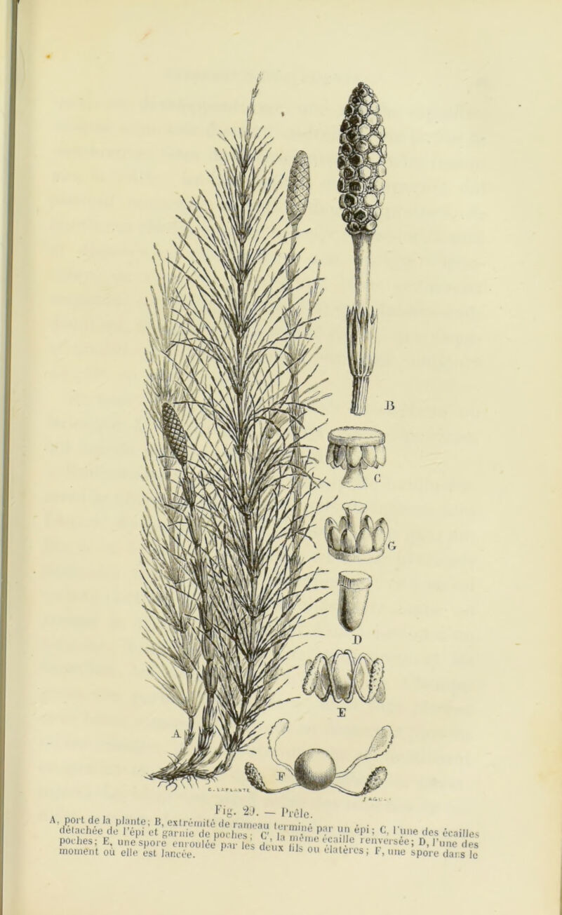 ng. — ivûlc A, port de la plante; B, extrémité de rameau • . . détachée de l’épi et garnie de poches c“ h S.P’- n épi; C’ 1 !le <l(>s écailles poches; t, une spore enroulée1 par les deux l nV:V ■ renversée; 1), l’une .les moment où elle est lancée. ls 011 elalèrcs> F, une spore dai s le