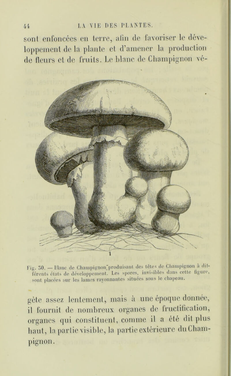 sont enfoncées en terre, afin de favoriser le déve- loppement de la plante et d’amener la production de tleurs et de fruits. Le blanc de Champignon vé- Fig. 50. —Liane de Champignon^ produisant des têtes de Champignon a dil- férents clats de développement. Les spores, invi-ibles dans cetlc figun, sont jdacées sur les lames rayonnantes situées sous le chapeau. gète assez lentement , mais à une époque donnée, il fournit de nombreux organes de fructification, organes qui constituent, comme il a été dit plus haut, la partie visible, la partie extérieure du Cham- pignon.