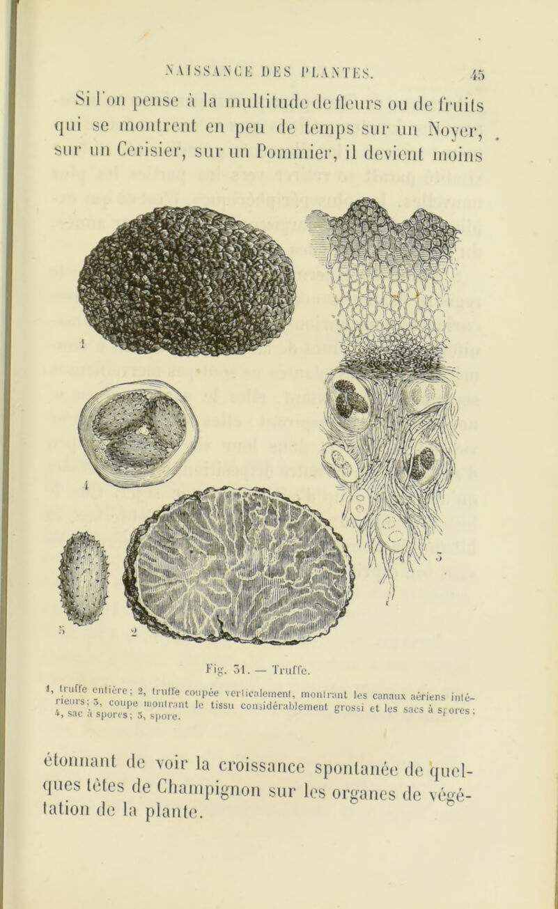 Si 1 011 pense <1 la multitude de fleurs ou de fruits qui se montrent en peu de temps sur un Noyer, sur un Cerisier, sur un Pommier, il devient moins Fig. 31. — Truffe. 1,rti''uf'e Üm,èrc; 2’ ,nl,îe coupée verlicalemenl, monlrant les canaux aériens inlé- 4 sac à%oa^\TS.nt 1C liS$U COn3idérab'e,nent grOSS1 et les sacs à spores ; étonnant de voir la croissance spontanée de quel- ques tètes de Champignon sur les organes de végé- tation de la plante.