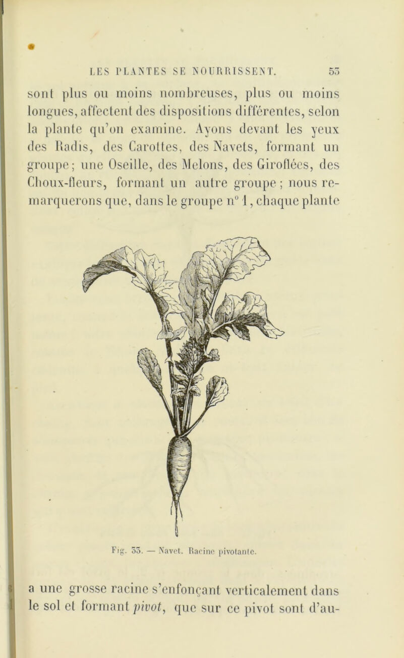 sont plus ou moins nombreuses, plus ou moins longues, affectent des dispositions différentes, selon la plante qu’on examine. Ayons devant les yeux des Radis, des Carottes, des Navels, formant un groupe; une Oscille, des Melons, des Giroflées, des Choux-fleurs, formant un autre groupe; nous re- marquerons que, dans le groupe nu 1, chaque plante Fig. 53. — Navet. Racine jiivolanle. a une grosse racine s’enfonçant verticalement dans le sol et formant pivot, que sur ce pivot sont d’au-