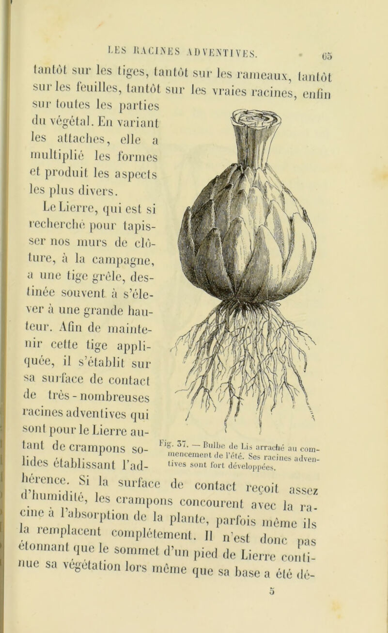I.ES RACINES ADVENTIVES. 05 lantot sur les liges, tantôt sur les rameaux, tantôt sur les leuilles, tantôt sur les vraies racines, enfin sur toutes les parties du végétal. En variant les attaches, elle a multiplié les formes cl produit les aspects les plus divers. Le Lierre, qui est si recherché pour tapis- ser nos murs de clô- ture, à la campagne, a une tige grêle, des- tinée souvent à s’éle- ver à une grande hau- teur. Afin de mainte- nir celle tige appli- quée, il s’établit sur sa surface de contact de très - nombreuses racines adventives qui sont pour le Lierre au- tant de crampons so- lides établissant l’ad- l ig. 3i. Bulbe de Lis arraché au com- mencement de l'été. Ses racines adven- ives sont tort développées. cicncc. Si la surface de contact reçoit assez . e’ lcs crani[>ons concourent avec la ra- une a 1 absorption de la plante, parfois même ils la remplacent complètement. Il „-cst ,|onc étonnant que le sommet d’un pied de Lierre conti- Ue Sa VeSétation l«w même que sa base a été dé-
