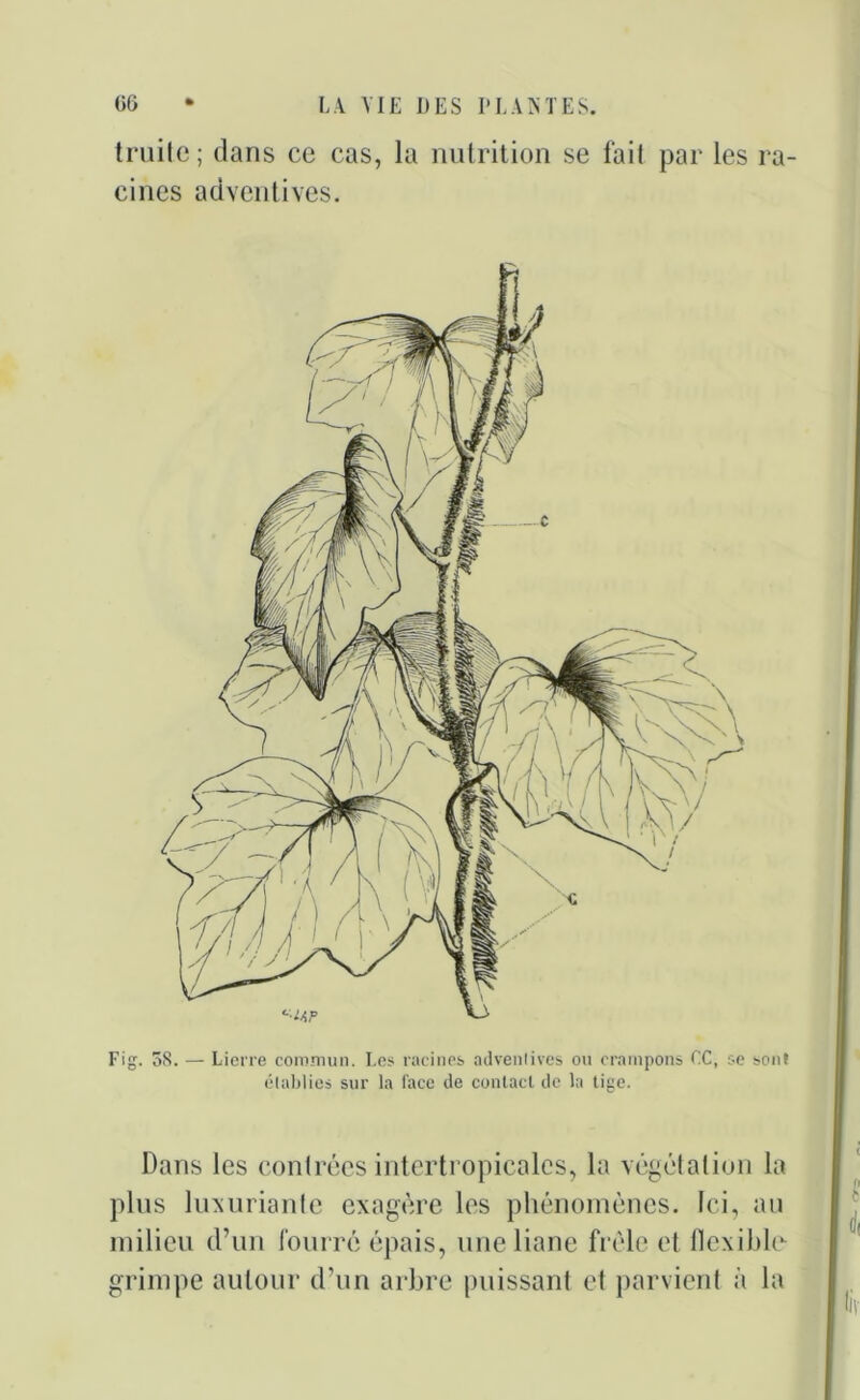 truite; dans ce cas, la nutrition se fait par les ra- cines adventives. Fig. oS. — Lierre commun. Les racines adventives ou crampons LC, sc sont établies sur la face de contact, de la tige. Dans les contrées intertropicalcs, la végétation la plus luxuriante exagère les phénomènes. Ici, au milieu d’un fourré épais, une liane frêle et flexible- grimpe autour d’un arbre puissant et parvient à la