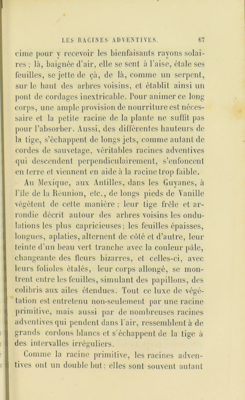 cime pour y recevoir les bienfaisants rayons solai- res ; là, baignée d’air, elle se sent à l’aise, étale ses feuilles, sejeltede çà, de là, comme un serpent, sur le haut des arbres voisins, et établit ainsi un pont de cordages inextricable. Pour animer ce long- corps, une ample provision de nourriture est néces- saire et la petite racine de la plante ne suffit pas pour l’absorber. Aussi, des différentes hauteurs de la tige, s’échappent de longs jets, comme autant de cordes de sauvetage, véritables racines adventives qui descendent perpendiculairement, s’enfoncent en terre et viennent en aide à la racine trop faible. Au Mexique, aux Antilles, dans les Guyanes, à Pile de la Réunion, etc., de longs pieds de Vanille végètent de cette manière ; leur tige frêle et ar- rondie décrit autour des arbres voisins les ondu- lations les plus capricieuses; les feuilles épaisses, longues, aplaties, alternent de côté et d’autre, leur teinte d’un beau vert tranche avec la couleur pâle, changeante des fleurs bizarres, et celles-ci, avec leurs folioles étalés, leur corps allongé, se mon- trent entre les feuilles, simulant des papillons, des colibris aux ailes étendues. Tout ce luxe de végé- tation est entretenu non-seulement par une racine primitive, mais aussi par de nombreuses racines adventives qui pendent dans l'air, ressemblent à de grands cordons blancs et s’échappent de la tige à des intervalles irréguliers. Comme la racine primitive, les racines adven- tices ont un double but; elles sont souvent autant