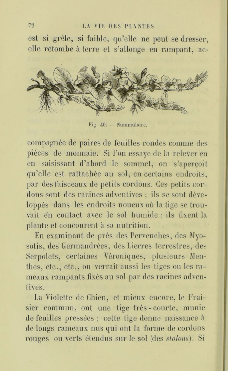 est si grêle, si faible, qu’elle ne peut se dresser, elle retombe à terre et s’allonge en rampant, ac- compagnée de paires de feuilles rondes connue des pièces de monnaie. Si l’on essaye de la relever en en saisissant d’abord le sommet, on s’aperçoit qu’elle est rattachée au sol, en certains endroits, par des faisceaux de petits cordons. Ces petits cor- dons sont des racines adventives ; ils se sont déve- loppés dans les endroits noueux où la tige se trou- vait en contact avec le sol humide : ils fixent la plante et concourent à sa nutrition. En examinant de près des Pervenches, des Myo- sotis, des Germandrées, des Lierres terrestres, des Serpolets, certaines Véroniques, plusieurs Men- thes, etc., etc., on verrait aussi les tiges ou les ra- meaux rampants fixés au sol par des racines adven- tives. La Violette de Chien, et mieux encore, le frai- sier commun, ont une tige très-courte, munie de feuilles pressées ; cette tige donne naissance à de longs rameaux nus qui ont la forme de cordons rouges ou verts étendus sur le sol (des stolons). Si