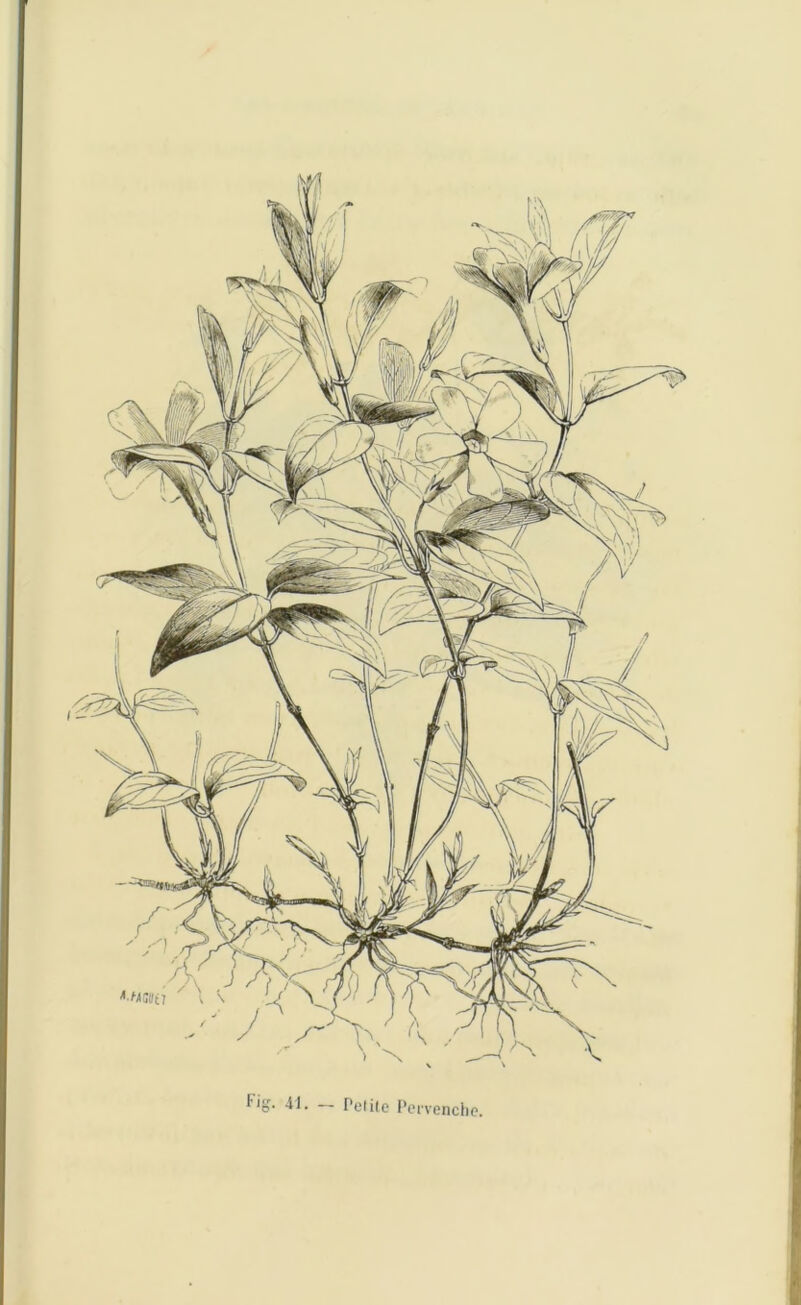 Fig. 41. — Petite Pervenche.
