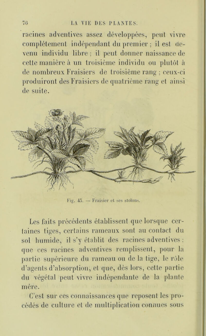 racines adventives assez développées, peut vivre complètement indépendant du premier ; il est ne- venu individu libre ; il peut donner naissance de celle manière à un troisième individu ou plutôt à de nombreux Fraisiers de troisième rang ; ceux-ci produiront des Fraisiers de quatrième rang ei ainsi de suite. Les faits précédents établissent que lorsque cer- taines liges, certains rameaux sont au contact du sol humide, il s’y établit des racines adventives ; que ces racines adventives remplissent, pour la partie supérieure du rameau ou de la tige, le rôle d’agents d’absorption, et que, dès lors, cette partie du végétal peut vivre indépendante de la plante mère. C’est sur ces connaissances que reposent les pro- cédés de culture et de multiplication connues sous