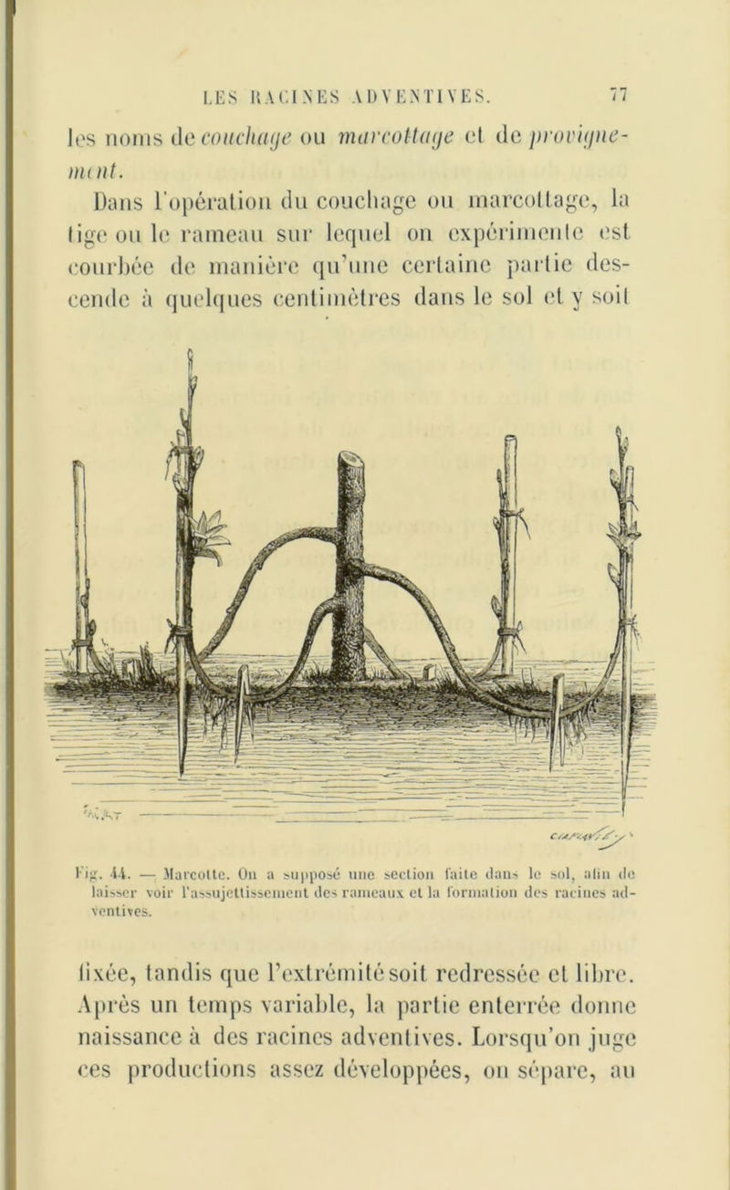 les noms de couchage ou marcottage et de provigne- mint. Dans l’opération du couchage ou marcottage, la lige ou le rameau sur lequel on expérimente est courbée de manière qu’une certaine partie des- cende à quelques centimètres dans le sol et y soit f l-'ig. 41. — Marcotte. On a supposé une section faite dans le sol, alin de laisser voir l’assujettissement des rameaux et la formation des racines ad- ventives. lixée, tandis que l’extrémité soit redressée et libre. Après un temps variable, la partie enterrée donne naissance à des racines adventives. Lorsqu’on juge ces productions assez développées, on sépare, au