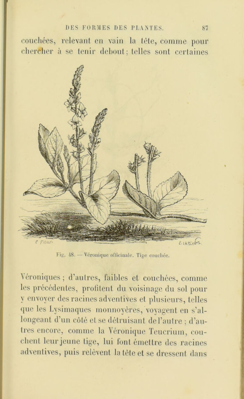 couchées, relevant en vain la tète, comme pour chercher à se tenir debout; tel les sont certaines t- Fig. iS. — Véronique officinale. Tige couchée. Aéroniques; d’autres, faibles et couchées, comme les précédentes, profitent du voisinage du sol pour y envoyer des racines advenlives et plusieurs, telles que les Lysimaques monnoyères, voyagent en s’al- longeant d’un côté et se détruisant de l’autre ; d’au- tres encore, comme la Véronique Teucrium, cou- chent leur jeune tige, lui font émettre des racines advenlives, puis relèvent la tête et se dressent dans