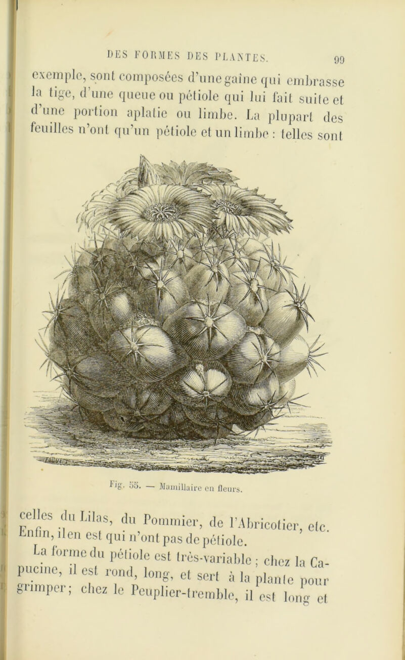 exemple, sont composées d’une gaine qui embrasse la tige, dune queue ou pétiole qui lui fait suite et d une portion aplatie ou limbe. La plupart des feuilles n’ont qu’un pétiole et un limbe : telles sont celles du Lilas, du Pommier, de l’Abricotier, etc. Lnfin, lien est qui n’ont pas de pétiole. La forme du pétiole est très-variable ; chez la Ca- pucine, il est rond, long et sert à l i ni / . ’ o’ tl 5,111 a la plante pour grimper; chez le Peuplier-tremble, il est long et