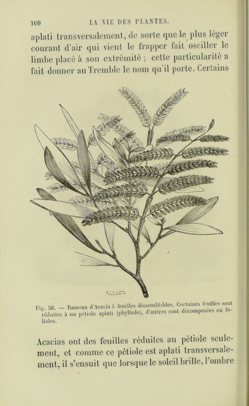 aplati transversalement, de sorte que le plus léger courant d’air qui vient le frapper fait oscillci le limbe placé à son extrémité ; cette particularité a fait donner au Tremble le nom qu’il porte. Certains 56. - Rameau d'Acacia à feuilles dissemblables. Certaines feuiUes sont réduites à un pétiole aplati (pliyllode), d’autres sont décomposées en fo- lioles. Acacias ont des feuilles réduites au pétiole seule- ment, et comme ce pétiole est aplati transversale- ment, il s’ensuit que lorsque le soleil brille, 1 ombre