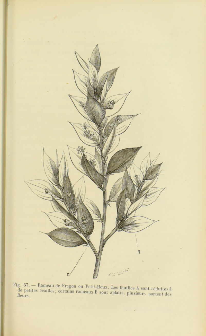 Fig. 57 - Rameau de Fragon ou Petit-Houx. Les feuilles A sont réduite à turt eCa' CS; CertamS rameaux D sonl :'Plati*- Plusieurs portent de!
