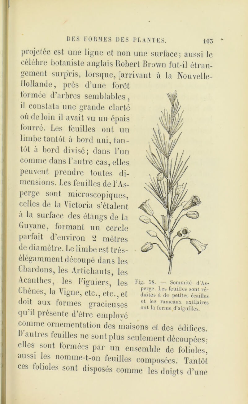 projetée est une ligne et non une surface; aussi le célèbre botaniste anglais Robert Brown fut-il étran- gement surpris, lorsque, [arrivant à la Nouvelle- Hollande, près d’une forêt tonnée d’arbres semblables, il constata une grande clarté ou de loin il avait vu un épais tourré. Les feuilles ont un limbe tantôt à bord uni, tan- tôt a bord divisé; dans l’un comme dans l’autre cas, elles peuvent prendre toutes di- mensions. Les feuilles de l’As- perge sont microscopiques, celles de la Victoria s’étalent à la surface des étangs de la Guyane, formant un cercle parfait d’environ 2 mètres de diamètre. Le limbe est très- élégamment découpé dans les Chardons, les Artichauts, les Acanthes, les Figuiers, les Fig. 08. — Sommité d’As- C lié nés, la Vigne, etc., etc., et doit aux formes gracieuses qu’il présente d’êlre employé perge. Les feuilles sont ré- duites à de petites écailles et les rameaux axillaires ont la forme d'aiguilles. comme ornementation des maisons et des édifices. I) aulres feuilles ne sontplus seulement découpées ; elles sont tonnées par un ensemble de folioles, aussi les nomme-t-on feuilles composées. Tantôt ces lobules sont disposés comme les doigts d’une