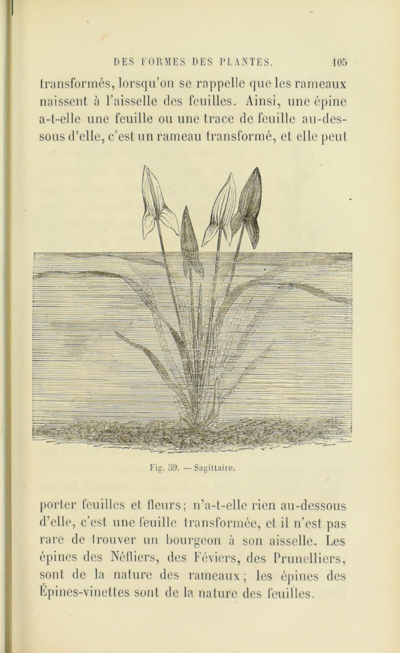 transformés, lorsqu’on se rappelle que les rameaux naissent à l’aisselle des feuilles. Ainsi, une épine a-t-elle une feuille ou une trace de feuille au-des- sous d’elle, c’est un rameau transformé, et elle peut Fig. 59. — Sagittaire. porter feuilles et fleurs; n’a-t-elle rien au-dessous d’elle, c’est une feuille transformée, et il n’est pas rare de trouver un bourgeon à son aisselle. Les épines des Néfliers, des Féviers, des Prunelliers, sont de la nature des rameaux; les épines des Épines-vinettes sont de la nature des feuilles.