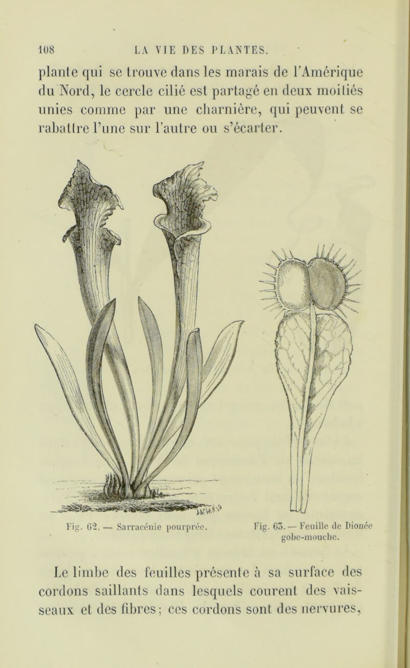 plante qui se trouve dans les marais de l’Amérique du Nord, le cercle cilié est partagé en deux moitiés unies comme par une charnière, qui peuvent se rabattre l’une sur l’autre ou s’écarter. Fig. 62. — Sarracénie pourprée. Fig. 63.— Feuille de Dionée gobe-mouchc. Le limbe des feuilles présente à sa surface des cordons saillants dans lesquels courent des vais- seaux et des libres; ces cordons sont des nervures,