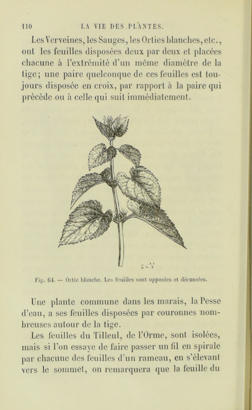 Les Verveines, les Sauges, les Orties blanches, etc., ont les feuilles disposées deux par deux et placées chacune à l’extrémité d’un môme diamètre de la lige ; une paire quelconque de ces feuilles est tou- jours disposée en croix, par rapport à la paire qui précède ou à celle qui suit immédiatement. Une plante commune dans les marais, la Fesse d’eau, a ses feuilles disposées par couronnes nom- breuses autour de la tige. Les feuilles du Tilleul, de l’Orme, sont isolées, mais si l’on essaye de faire passer un fil en spirale par chacune des feuilles d’un rameau, en s’élevant vers le sommet, on remarquera que la feuille du
