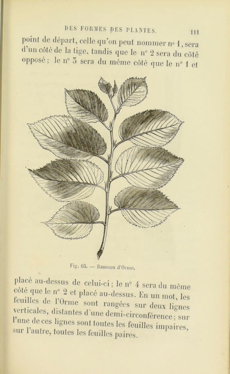 poinl de départ, celle qu’on peut nommer n« 1, sera (1 un Cüt6 de la tandis que le n° 2 sera du côté opposé ; le n° 3 sera du meme côté que le n° 1 et Place au-dessus ,1e celui-ci ; le n° 4 sera du même cole rjuc le n” 2 cl placé au-dessus. En un mot, les euilles de l’Orme sont rangées sur deux lignes verticales, datantes d une demi-circonférence, su,■ I une de ces lignes sont toutes les feuilles impaires sur l’autre, toutes les feuilles paires.