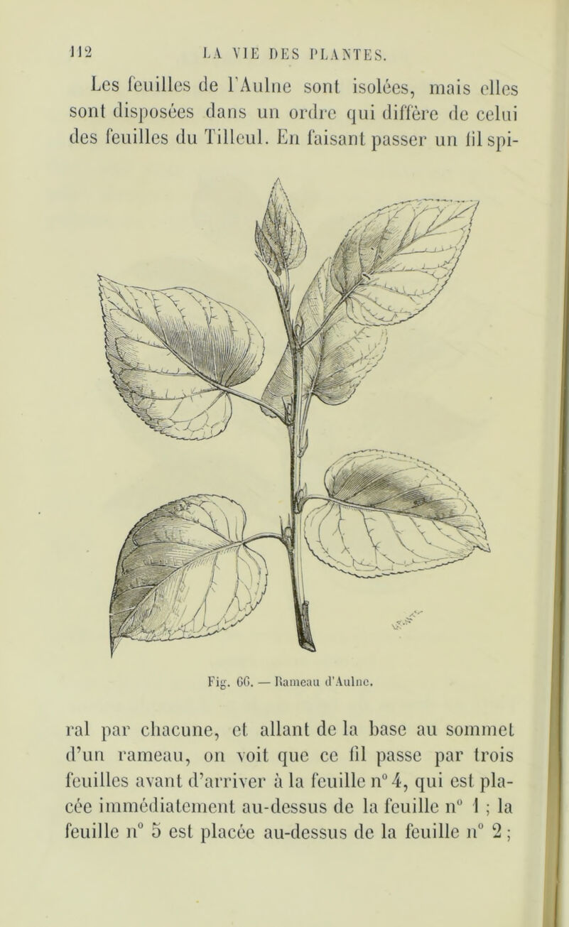 Les feuilles de 1 Aulne sont isolées, mais elles sont disposées dans un ordre qui diffère de celui des feuilles du Tilleul. En faisant passer un lilspi- Fig. GG. — Rameau d’Aulne. ral par chacune, et allant de la base au sommet d’un rameau, on voit que ce lil passe par trois feuilles avant d’arriver à la feuille n°4, qui est pla- cée immédiatement au-dessus de la feuille n° ! ; la