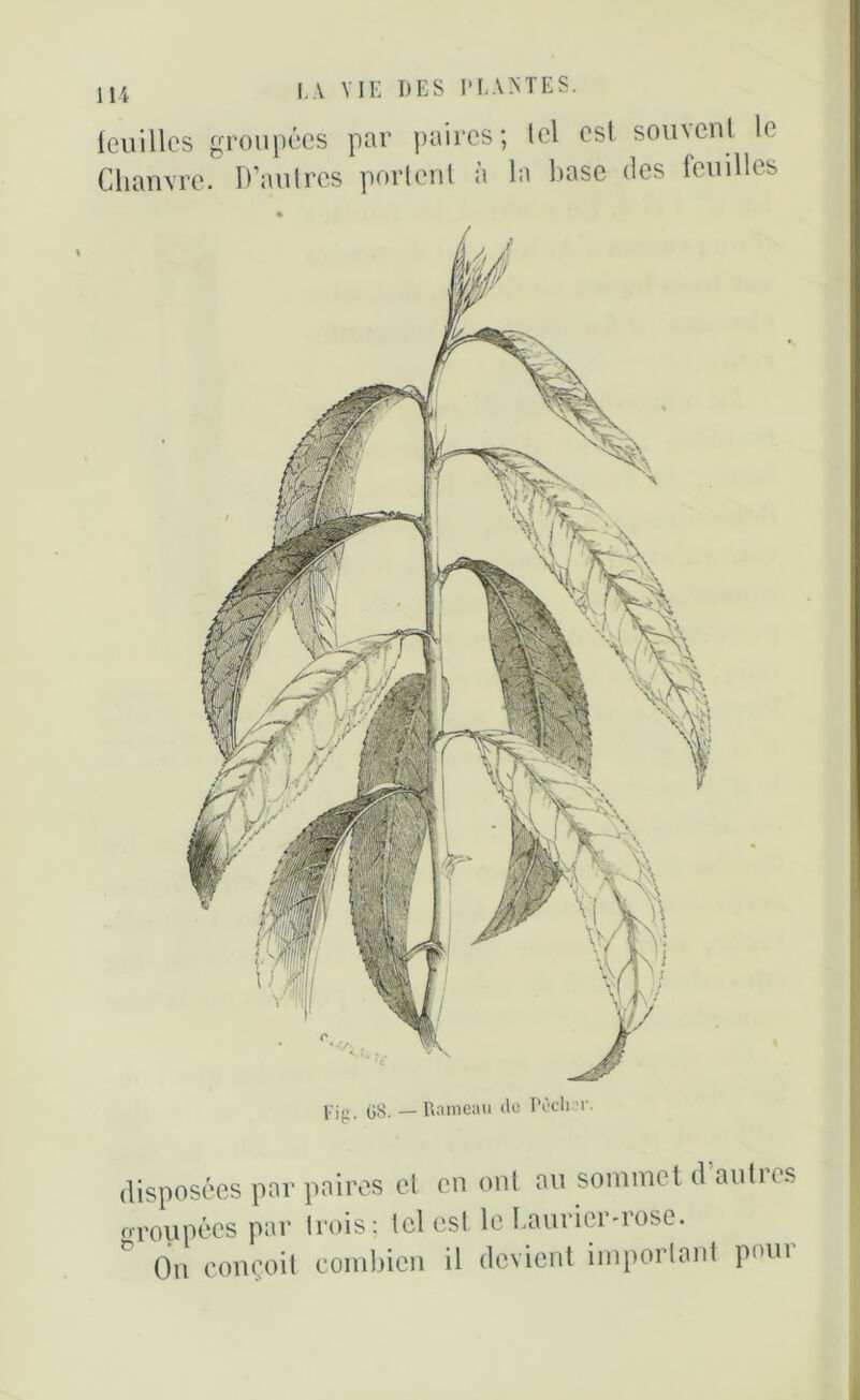 feuilles groupées par paires; tel est somenl le Chanvre. D’au 1res portent à la hase des feuilles Fig. G8. — Rameau de Pêcher. disposées par paires et en ont au sommet d autres groupées par trois; tel est le Laurier-rose. On conçoit combien il devient important poui