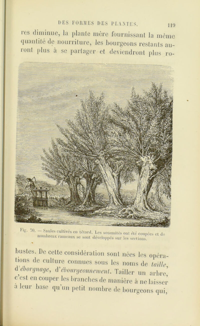 119 res diminue quantité de rouf plus à , la plante mère fournissant la même nourriture, les bourgeons restants an- se partager et deviendront plus ro- bustes. De cette considération sonl nées les opéra- lions de culture connues sous les noms de taille d éborgnage, d'ébourgeonnement. Tailler un arbre* c’est en couper les branches de manière à ne laisser a 1» ni base qu un petit nombre de bourgeons qui,