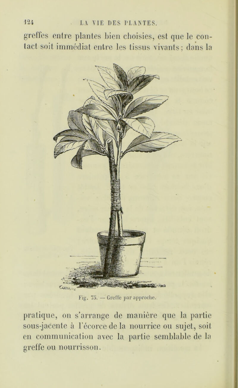 greffes entre plantes bien choisies, est que le con- , # • tact soit immédiat entre les tissus vivants; dans la Fig. 75. — Greffe par approche. pratique, ou s’arrange de manière que la partie sous-jacente à l’écorce de la nourrice ou sujet, soit en communication avec la partie semblable de la greffe ou nourrisson.