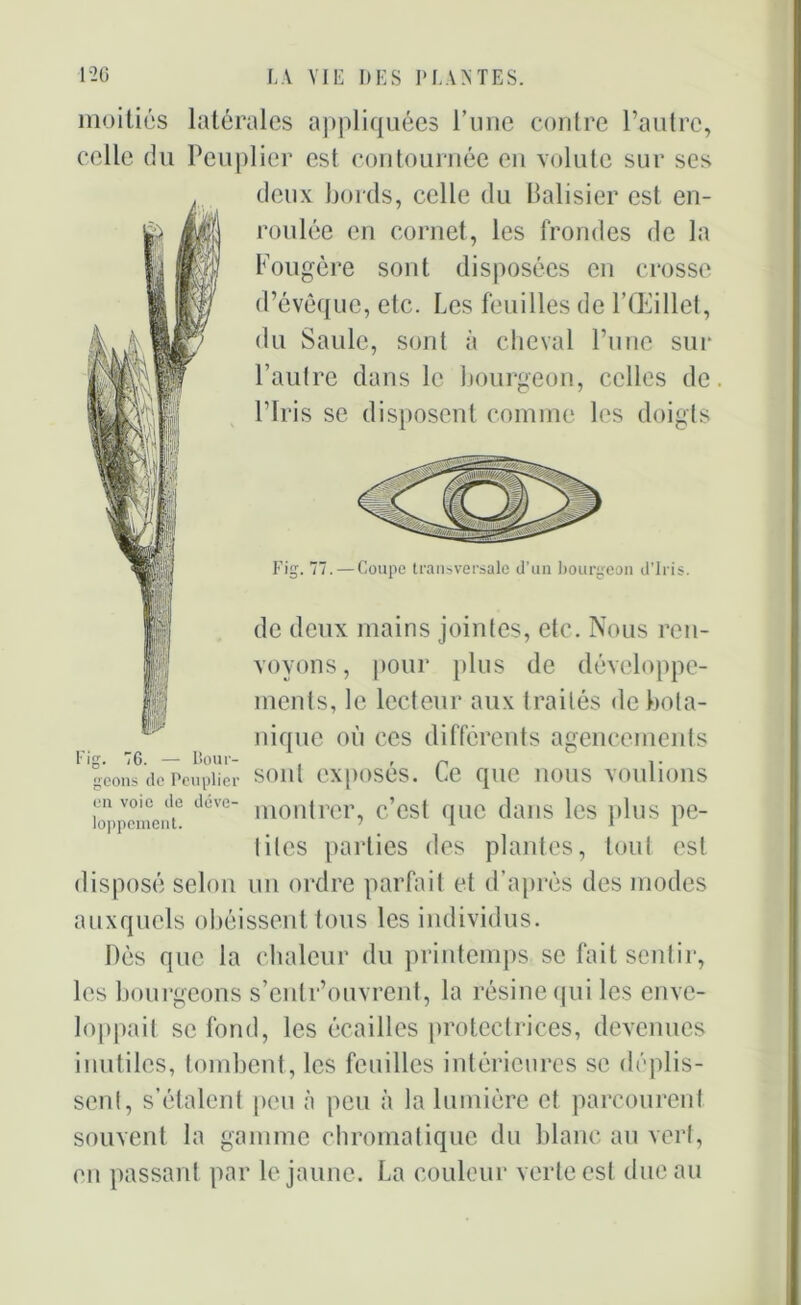 moitiés latérales appliquées l’une contre l’autre, celle du Peuplier est contournée en volute sur ses deux bords, celle du Balisier est en- roulée en cornet, les frondes de la Fougère sont disposées en crosse d’évêque, etc. Les feuilles de l’Œillet, du Saule, sont à cheval l’une sur l’autre dans le bourgeon, celles de. l’Iris se disposent comme les doigts Fig. 77.— Coupc transversale d’un bourgeon d'iris. de deux mains jointes, etc. Nous ren- voyons, pour plus de développe- ments, le lecteur aux traités de bota- nique où ces différents agencements Fig. 76. — Bout- , • n 1 i- geons de Peuplier SOIlt CXpOSeS. Le que MOUS VOUllOllS envoie de deve- mon{rcr c’est (IUC dailS ICS plus pe- loppement. 71 1 a liles parties des plantes, tout est disposé selon un ordre parfait et d’après des modes auxquels obéissent tous les individus. Dés que la chaleur du printemps se fait sentir, les bourgeons s’cnlr’ouvrent, la résine qui les enve- loppait se fond, les écailles protectrices, devenues inutiles, tombent, les feuilles intérieures se déplis- sent, s’étalent peu à peu à la lumière et parcourent souvent la gamme chromatique du blanc au vert, en passant par le jaune. La couleur verte est due au