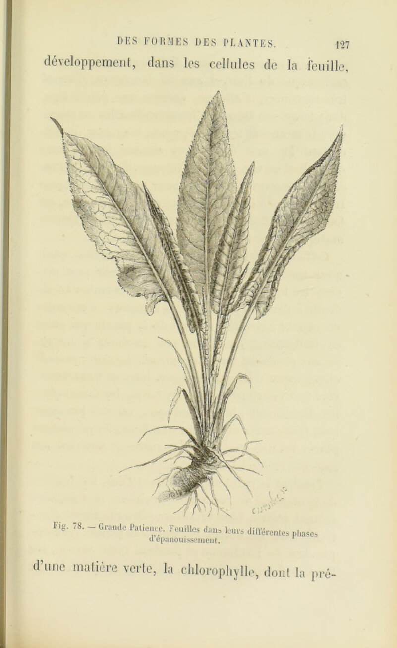 développement, dans les cellules de la feuille,