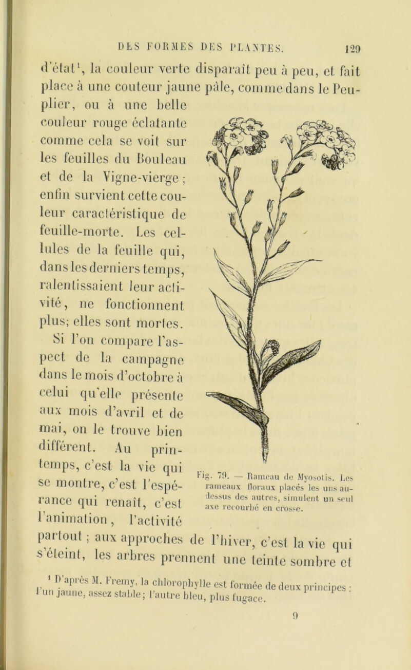 d’état*, la couleur verte disparait peu à peu, et fait place à une conteur jaune pale, comme dans le Peu- plier, ou à une belle couleur rouge éclatante comme cela se voit sur les feuilles du Bouleau et de la Vigne-vierge ; enfin survient cette cou- leur caractéristique de feuille-morte. Les cel- lules de la feuille qui, dans les derniers temps, ralentissaient leur acti- vité, ne fonctionnent plus; elles sont mortes. Si l’on compare l’as- pect de la campagne dans le mois d’octobre à celui qu’elle présente aux mois d’avril et de mai, on le trouve bien différent. Au prin- temps, c’est la vie qui se montre, c’est l’espé- rance qui renaît, c’est l’animation, l’activité partout ; aux approches de l’hiver, c’est la vie qui s éteint, les arbres prennent une teinte sombre et 1 D’après M. Fremy. la chlorophylle est formée de deux principes • 1 un jaune, assez stable; l’autre bleu, plus fugace. P P ' ' Hg. 79. — Rameau de Myosotis. Les rameaux floraux placés les uns au- dessus des autres, simulent un seul axe recourbe en crosse. 0