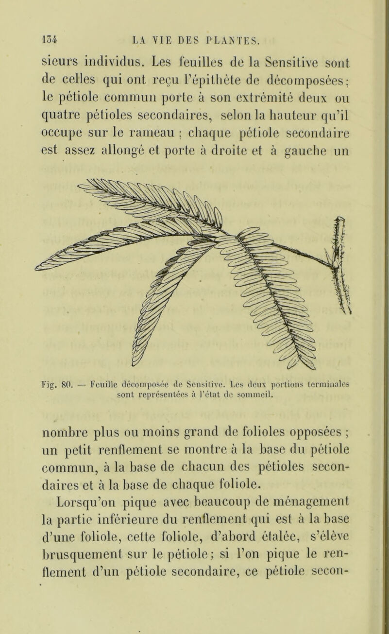 sieurs individus. Les feuilles de la Sensitive sont de celles qui ont reçu l’épithète de décomposées; le pétiole commun porte à son extrémité deux ou quatre pétioles secondaires, selon la hauteur qu’il occupe sur le rameau ; chaque pétiole secondaire est assez allongé et porte à droite et à gauche un Fig. 80. — Feuille décomposée de Sensiiive. Les deux portions terminales sont représentées à l'état de sommeil. nombre plus ou moins grand de folioles opposées ; un petit renflement se montre à la base du pétiole commun, à la base de chacun des pétioles secon- daires et à la base de chaque foliole. Lorsqu’on pique avec beaucoup de ménagement la partie inférieure du renflement qui est à la base d’une foliole, celte foliole, d’abord étalée, s’élève brusquement sur le pétiole; si l’on pique le ren- flement d’un pétiole secondaire, ce pétiole seeon-