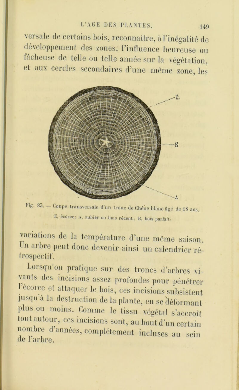 149 ^ pi sale de certains bois, reconnaître, à l’inégalité de développement des zones, l’influence heureuse ou fâcheuse de telle ou telle année sur la végétation, < f aux cercles secondaires d’une même zone, les Fig. 83. - Coupe transversale d’un tronc de Chêne blanc âgé de 1S ans. E, écorce; aubier ou bois récent: B, bois parfait. variations de la température d’une même saison, 1 n ,u brc peut donc devenir ainsi un calendrier ré- trospectif. Lorsqu’on pratique sur des troncs d’arbres vi- uuds des incisions assez profondes pour pénétrer 1 ecorce et attaquer le bois, ces incisions subsistent jusqu à la destruction de la plante, en se déformant plus ou moins. Comme le tissu végétal s’accroît tout autour, ces incisions sont, au bout d’un certain nombre d’années, complètement incluses au sein de l’arbre.