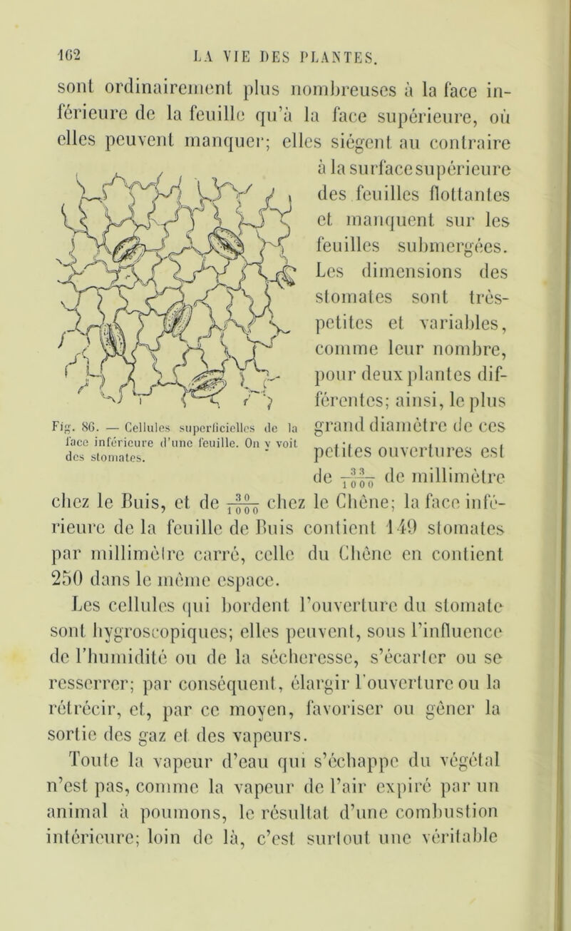 sont ordinairement plus nombreuses à la face in- férieure de la feuille qu’à la face supérieure, où elles peuvent manquer; elles siègent au contraire , , à la surfacesupérieure \Yy y , /y des feuilles flottantes et manquent sur les feuilles submergées. Les dimensions des stomates sont très- petites et variables, comme leur nombre, pour deux plantes dif- férentes; ainsi, le plus grand diamètre de ces petites ouvertures est de “ô (^e millimètre chez le Buis, et de chez le Chêne; la face infé- rieure delà feuille de Buis contient 149 stomates par millimèlre carré, celle du Chêne en contient 250 dans le même espace. Les cellules qui bordent l’ouverture du stomate sont hygroscopiques; elles peuvent, sous l’influence de l’humidité ou de la sécheresse, s’écarter ou se resserrer; par conséquent, élargir l’ouverture ou la rétrécir, et, par ce moyen, favoriser ou gêner la sortie des gaz et des vapeurs. Toute la vapeur d’eau qui s’échappe du végétal n’est pas, comme la vapeur de l’air expiré par un animal à poumons, le résultat d’une combustion intérieure; loin de là, c’est surtout une véritable Fig. 8G. — Cellules superficielles île la l'ace inférieure d’une feuille. On y voit des stomates.