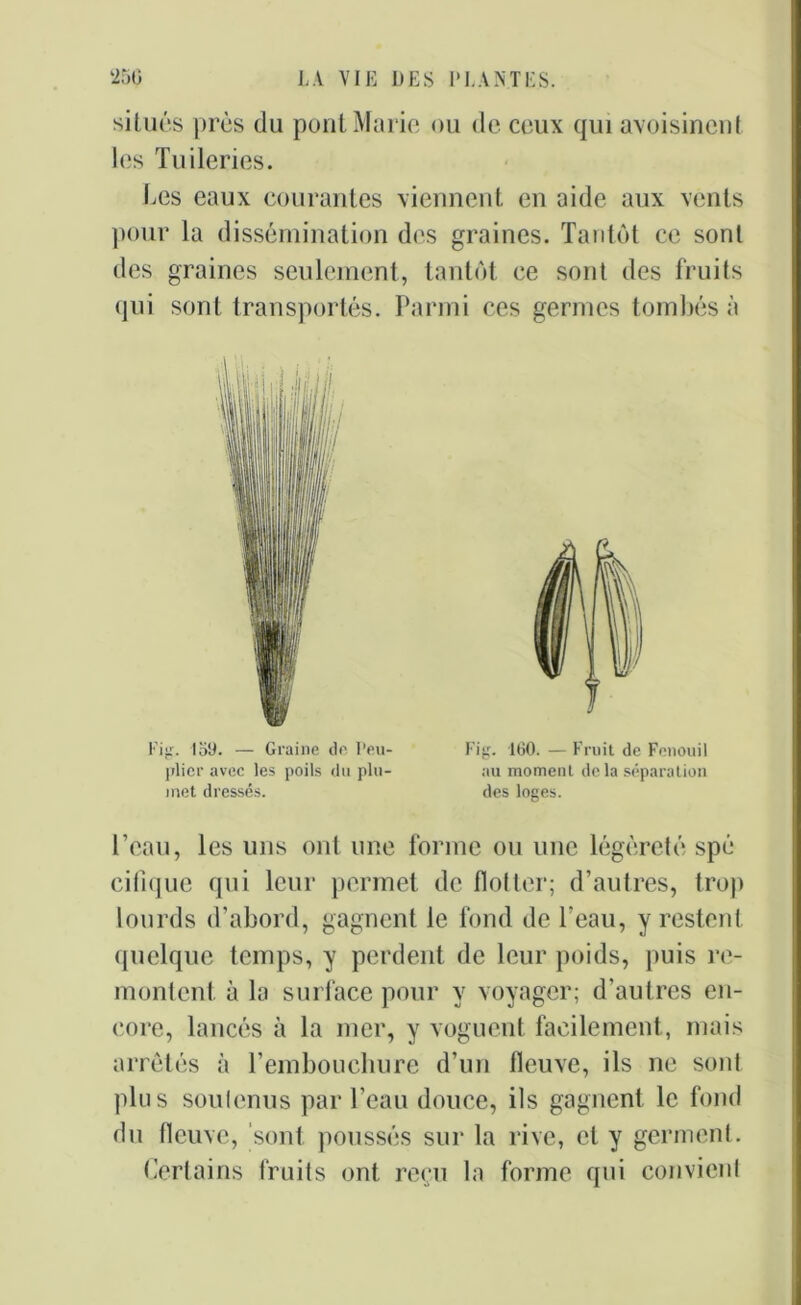 situés près du pont Marie ou de ceux qui avoisinent les Tuileries. Les eaux courantes viennent en aide aux vents pour la dissémination des graines. Tantôt ce sont des graines seulement, tantôt ce sont des fruits qui sont transportés. Parmi ces germes tombés à l'ig. 159. — Graine de Peu- plier avec les poils du plu- met dressés. Fig. 160. — Fruit de Fenouil au moment delà séparation des loges. l’eau, les uns ont une forme ou une légèreté spé cifique qui leur permet de flotter; d’autres, trop lourds d’abord, gagnent le fond de l’eau, y restent quelque temps, y perdent de leur poids, puis re- montent. à la surface pour y voyager; d'autres en- core, lancés à la mer, y voguent facilement, mais arrêtés à l’embouchure d’un fleuve, ils ne sont plus soulenus par l’eau douce, ils gagnent le fond du fleuve, sont poussés sur la rive, et y germent. Certains fruits ont reçu la forme qui convient