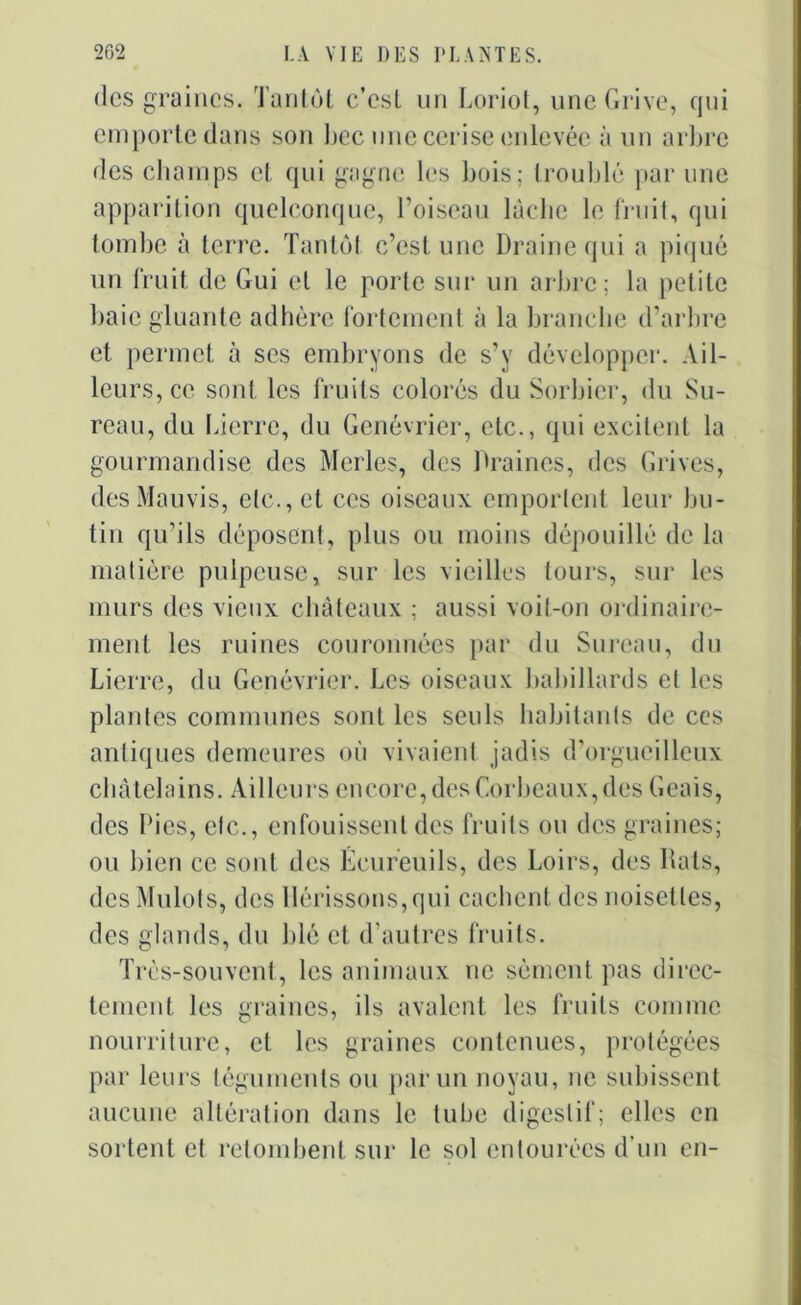 des graines. Tantôt c’esi un Loriot, une Grive, qui emporte dans son bec une cerise enlevée à un arbre des champs et qui gagne les bois; troublé par une apparition quelconque, l’oiseau lâche le fruit, qui tombe à terre. Tantôt c’est une Draine qui a piqué un fruit de Gui et le porte sur un arbre; la petite baie gluante adhère fortement à la branche d’arbre et permet à ses embryons de s’y développer. Ail- leurs, ce sont les fruits colorés du Sorbier, du Su- reau, du Lierre, du Genévrier, etc., qui excitent la gourmandise des Merles, des Draines, des Grives, des Mauvis, elc.,et ces oiseaux emportent leur bu- tin qu’ils déposent, plus ou moins dépouillé de la matière pulpeuse, sur les vieilles tours, sur les murs des vieux châteaux ; aussi voit-on ordinaire- ment les ruines couronnées par du Sureau, du Lierre, du Genévrier. Les oiseaux babillards et les plantes communes sont les seuls habitants de ces antiques demeures où vivaient jadis d’orgueilleux châtelains. Ailleurs encore, des Corbeaux, des Geais, des Lies, etc., enfouissent des fruits ou des graines; ou bien ce sont des Écureuils, des Loirs, des liais, des Mulots, des Hérissons, qui cachent des noisettes, des glands, du blé et d'autres fruits. Très-souvent, les animaux ne sèment pas direc- tement les graines, ils avalent les fruits comme nourriture, et les graines contenues, protégées par leurs téguments ou par un noyau, ne subissent aucune altération dans le tube digestif; elles en sortent et retombent sur le sol entourées d’un en-