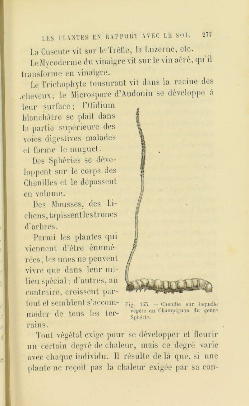La Cuscute vit sur le Trèfle, la Luzerne, etc. LeMycoderme du vinaigre vit sur le vin aéré, qu il transforme en vinaigre. Le Trichophyte tonsurant vit dans la racine des .cheveux; le Microspore d’Audouin se développe a leur surface ; l’Oïdium blanchâtre se plaît dans la partie supérieure des voies digestives malades et forme le muguet. Des Sphéries se déve- loppent sur le corps des Chenilles et le dépassent en volume. Des Mousses, des Li- chens, tapissent les troncs d’arbres. Parmi les plantes qui viennent d’ètre énumé- rées, les unes ne peuvent vivre que dans leur mi- lieu spécial ; d’autres, au contraire, croissent par- tout et semblent s’accom- Fig. 163. — Chenille sur laquelle moder de tous les 1er- cbami,i8n“ <• s™ rains. Tout végétal exige pour se développer et fleurir un certain degré de chaleur, mais ce degré varie avec chaque individu. Il résulte de là que, si une plante ne reçoit pas la chaleur exigée par sa con-