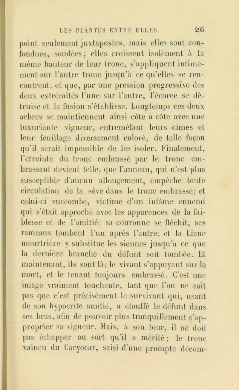 point seulement juxtaposées, mais elles sont con- fondues, soudées; elles croissent isolément à la même hauteur de leur tronc, s’appliquent intime- ment sur l’autre tronc jusqu’à ce qu’elles se ren- contrent, et que, par une pression progressive des deux extrémités l’une sur l’autre, l’écorce se dé- truise et la fusion s’établisse. Longtemps ces deux arbres se maintiennent ainsi côte à côte avec une luxuriante vigueur, entremêlant leurs cimes et leur feuillage diversement coloré, de telle façon qu’il serait impossible de les isoler. Finalement, l’étreinte du tronc embrassé par le tronc em- brassant devient telle, que l’anneau, qui n’est plus susceptible d’aucun allongement, empêche toute circulation de la sève dans le tronc embrassé; et celui-ci succombe, victime d’un infâme ennemi qui s’était approché avec les apparences de la fai- blesse et de l’amitié; sa couronne se fléchit, ses rameaux tombent l’un après l’autre; et la Liane meurtrière y substitue les siennes jusqu’à ce que la dernière branche du défunt soit tombée. Et maintenant, ils sont là; le vivant s’appuyant sur le mort, et le tenant toujours embrassé. C’est une image vraiment touchante, tant que l’on ne sait pas que c’est précisément le survivant qui, usant de son hypocrite amitié, a étouffé le défunt dans ses bras, afin de pouvoir plus tranquillement s’ap- proprier sa vigueur. Mais, à son tour, il ne doit pas échapper au sort qu’il a mérité; le tronc vaincu du Caryocar, saisi d’une prompte décom-