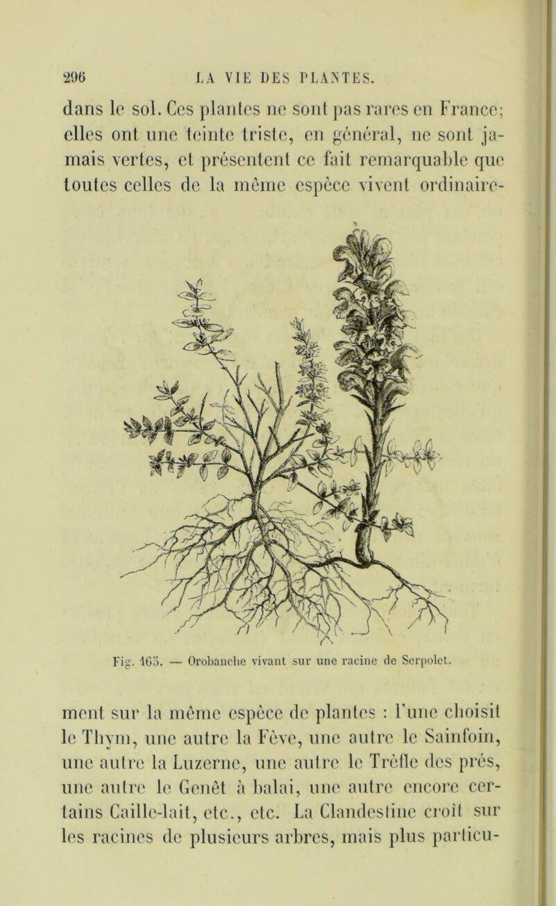 dans le sol. Ces plantes ne sont pas rares en France; elles ont une teinte triste, en général, ne sont ja- mais vertes, et présentent ce fait remarquable que toutes celles de la meme espèce vivent ordinaire- ment sur la même espèce de plantes : l’une choisit le Thym, une autre la Fève, une autre le Sainfoin, une autre la Luzerne, une autre le Trèfle des prés, une autre le Genêt à balai, une autre encore cer- tains Caille-lait, etc., etc. La Clandestine croît sur les racines de plusieurs arbres, mais plus parlicu-