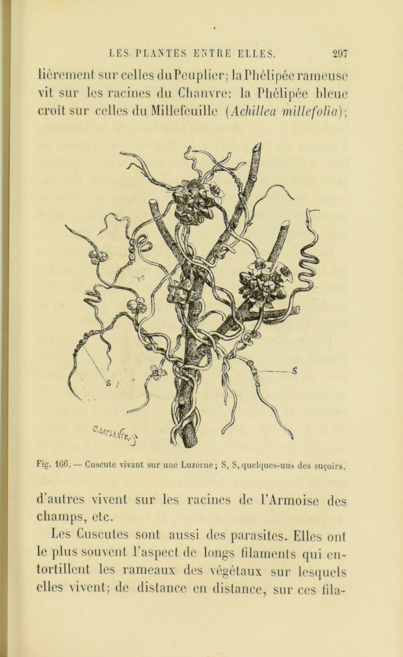 liùrcment sur celles du Peuplier; la Phélipée rameuse vit sur les racines du Chanvre; la Phélipée bleue croît sur celles du Mi llefeui lie (Achillea mille folia); Fig. 1G6. — Cuscute vivant sur une Luzerne; S, S,quelques-uns des suçoirs. d’autres vivent sur les racines de l’Armoise des champs, etc. Les Cuscutes sont aussi des parasites. Elles oui le plus souvent l’aspect de longs filaments qui en- tortillent les rameaux des végétaux sur lesquels elles vivent; de distance en distance, sur ces fila-