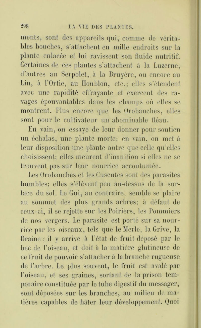 inents, sont des appareils qui, comme de vérita- bles bouches, s’attachent en mille endroits sur la plante enlacée et lui ravissent son fluide nutritif. Certaines de ces plantes s’attachent à la Luzerne, d’autres au Serpolet, à la Bruyère, ou encore au Lin, à l’Ortie, au Houblon, etc.; elles s’étendent avec une rapidité effrayante et exercent des ra- vages épouvantables dans les champs où elles se montrent. Plus encore que les Orobanches, elles sont pour le cultivateur un abominable fléau. En vain, on essaye de leur donner pour soutien un écbalas, une plante morte; en vain, on met à leur disposition une plante autre que celle qu’elles choisissent; elles meurent d’inanition si elles ne se trouvent pas sur leur nourrice accoutumée. Les Orobanches et les Cuscutes sont des parasites humbles; elles s’élèvent peu au-dessus de la sur- face du sol. Le Gui, au contraire, semble se plaire au sommet des plus grands arbres; à défaut de ceux-ci, il se rejette sur les Poiriers, les Pommiers de nos vergers. Le parasite est porté sur sa nour- rice par les oiseaux, tels que le Merle, la Grive, la Draine ; il y arrive à l’état de fruit déposé par le bec de l’oiseau, et doit à la matière glutineuse de ce fruit de pouvoir s’attachera la branche rugueuse de l’arbre. Le plus souvent, le fruit est avalé par l’oiseau, et ses graines, sortant de la prison tem- poraire constituée par le tube digestif du messager, sont déposées sur les branches, au milieu de ma- tières capables de hâter leur développement. Quoi