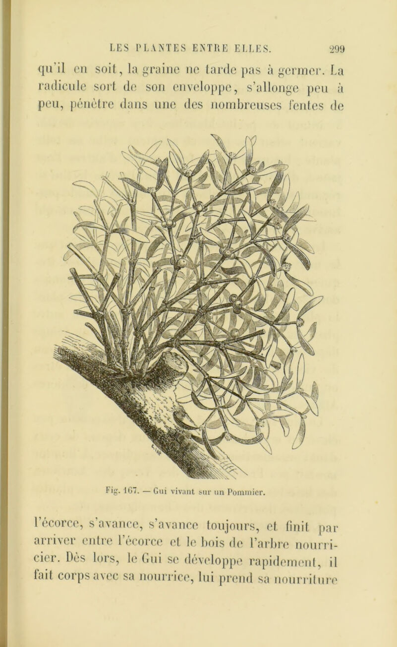 qu’il en soit, la graine no tarde pas à germer. La radicule sort de son enveloppe, s’allonge peu à peu, pénètre dans une des nombreuses fentes do Fig. IG7. — Gui vivant sur un Pommier. l’écorce, s’avance, s’avance toujours, et finit par aiii\ci entie 1 ecorco et le bois de l’arbre nourri- cier. Dès lors, le Gui se développe rapidement, il tait corps a\ec sa nourrice, lui prend sa nourriture