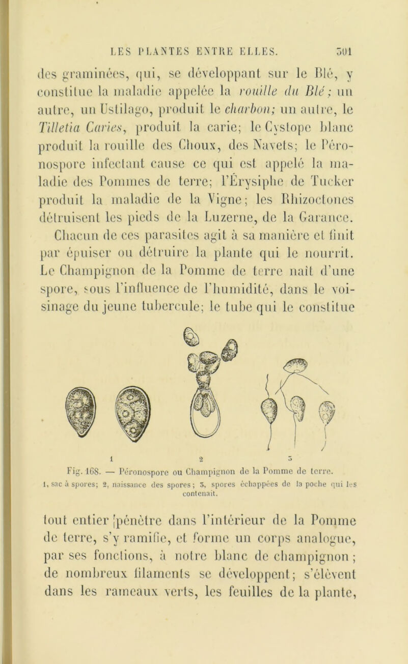 dos graminées, (|ui, se développant sur le Blé, y constitue la maladie appelée la rouille du Blé ; un autre, un Ustilago, produit le charbon; un autre, le Tilletia Caries, produit la carie; lcCystope Blanc produit la rouille des Choux, des Navets; le Péro- nospore infectant cause ce qui est appelé la ma- ladie des Pommes de terre; l’Erysiphe de Tucker produit la maladie de la Vigne; les Rhizoctones détruisent les pieds de la Luzerne, de la Garance. Chacun de ces parasites agit à sa manière et finit par épuiser ou détruire la plante qui le nourrit. Le Champignon de la Pomme de terre naît d’une spore, sous l’influence de l’humidité, dans le voi- sinage du jeune tubercule; le tube qui le constitue I, sac û spores; 2, naissance des spores; 3, spores échappées de la poche qui les contenait. tout entier [pénètre dans l’intérieur de la Pomme de terre, s’y ramifie, et forme un corps analogue, par ses fonctions, à notre blanc de champignon ; de nombreux filaments se développent; s’élèvent dans les rameaux verts, les feuilles de la plante,