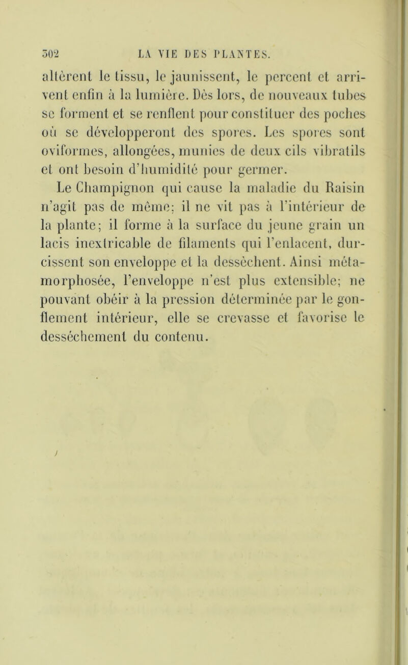 altèrent le tissu, le jaunissent, le percent et arri- vent enfin à la lumière. Dès lors, de nouveaux tubes se forment et se renflent pour constituer des poches où se développeront des spores. Les spores sont oviformes, allongées, munies de deux cils vibratils et ont besoin d’humidité pour germer. Le Champignon qui cause la maladie du Raisin n’agit pas de même; il ne vit pas à l’intérieur de la plante; il forme à la surface du jeune grain un lacis inextricable de filaments qui l’enlacent, dur- cissent son enveloppe et la dessèchent. Ainsi méta- morphosée, l’enveloppe n’est plus extensible; ne pouvant obéir à la pression déterminée par le gon- flement intérieur, elle se crevasse et favorise le dessèchement du contenu.